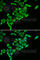 PBC antibody, A6288, ABclonal Technology, Immunofluorescence image 