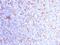 CD11C antibody, GTX34457, GeneTex, Immunohistochemistry paraffin image 