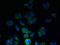 Tetraspanin 7 antibody, LS-C318466, Lifespan Biosciences, Immunofluorescence image 