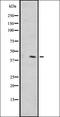Olfactory Receptor Family 1 Subfamily L Member 1 antibody, orb335652, Biorbyt, Western Blot image 