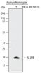 Il28 antibody, MAB5259, R&D Systems, Western Blot image 