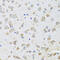 ADP Ribosylation Factor Like GTPase 6 antibody, 23-485, ProSci, Immunohistochemistry paraffin image 