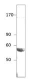 Bestrophin 1 antibody, GTX14927, GeneTex, Western Blot image 