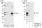 UNG1 antibody, A302-888A, Bethyl Labs, Western Blot image 