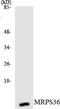 Mitochondrial Ribosomal Protein S36 antibody, LS-C200232, Lifespan Biosciences, Western Blot image 