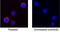 Interleukin 5 antibody, PA5-47231, Invitrogen Antibodies, Immunocytochemistry image 