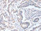 Acyl-CoA Thioesterase 9 antibody, CSB-PA729731, Cusabio, Immunohistochemistry paraffin image 