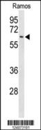 Eukaryotic Translation Initiation Factor 2A antibody, 63-985, ProSci, Western Blot image 