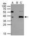TAL BHLH Transcription Factor 1, Erythroid Differentiation Factor antibody, GTX116020, GeneTex, Immunoprecipitation image 