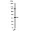 MYD88 Innate Immune Signal Transduction Adaptor antibody, 33-054, ProSci, Western Blot image 