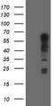 Spring antibody, CF800045, Origene, Western Blot image 