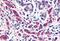 ETL antibody, MBS246909, MyBioSource, Immunohistochemistry paraffin image 