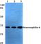 Neurexophilin 4 antibody, PA5-36496, Invitrogen Antibodies, Western Blot image 