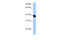 Neuralized E3 Ubiquitin Protein Ligase 2 antibody, 30-830, ProSci, Enzyme Linked Immunosorbent Assay image 