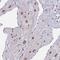 Zinc Finger And BTB Domain Containing 1 antibody, NBP2-31022, Novus Biologicals, Immunohistochemistry frozen image 