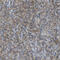 ATP-binding cassette sub-family F member 1 antibody, HPA017578, Atlas Antibodies, Immunohistochemistry frozen image 