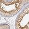 RIMS-binding protein 3 antibody, NBP1-81387, Novus Biologicals, Immunohistochemistry frozen image 