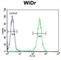 b4Gal-T5 antibody, abx032495, Abbexa, Western Blot image 