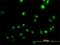 CAMP Responsive Element Binding Protein 5 antibody, H00009586-B01P, Novus Biologicals, Immunofluorescence image 