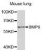 Mitochondrial Carrier 1 antibody, orb373936, Biorbyt, Western Blot image 