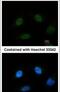 Splicing Factor 3b Subunit 4 antibody, PA5-28441, Invitrogen Antibodies, Immunofluorescence image 