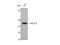 Melanocortin 5 Receptor antibody, STJ94041, St John