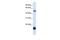 Oat2 antibody, GTX47048, GeneTex, Western Blot image 