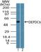 DEP Domain Containing MTOR Interacting Protein antibody, PA5-23470, Invitrogen Antibodies, Western Blot image 