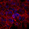 Afadin antibody, AF7829, R&D Systems, Immunocytochemistry image 