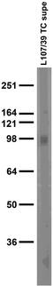 Neuroligin-2 antibody, 73-451, Antibodies Incorporated, Western Blot image 