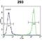 DNA Damage Inducible Transcript 3 antibody, abx026524, Abbexa, Immunocytochemistry image 