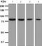 Solute Carrier Family 3 Member 2 antibody, ab108300, Abcam, Western Blot image 
