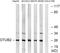 OTU Deubiquitinase, Ubiquitin Aldehyde Binding 2 antibody, LS-B9882, Lifespan Biosciences, Western Blot image 