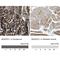 BAI1 Associated Protein 2 Like 1 antibody, NBP1-89537, Novus Biologicals, Immunohistochemistry paraffin image 