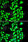 Protein Phosphatase, Mg2+/Mn2+ Dependent 1A antibody, A6699, ABclonal Technology, Immunofluorescence image 