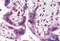 Interferon Regulatory Factor 2 Binding Protein 2 antibody, 5601, ProSci Inc, Immunohistochemistry frozen image 