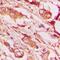 Ribonuclease A Family Member 11 (Inactive) antibody, orb411829, Biorbyt, Immunohistochemistry paraffin image 