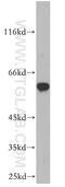 IAP2 antibody, 10022-1-AP, Proteintech Group, Western Blot image 