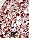 Phosphatidylinositol Glycan Anchor Biosynthesis Class K antibody, 61-397, ProSci, Immunohistochemistry paraffin image 