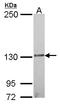 Interleukin 16 antibody, LS-C185986, Lifespan Biosciences, Western Blot image 