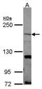 SH3 And Multiple Ankyrin Repeat Domains 1 antibody, PA5-28633, Invitrogen Antibodies, Western Blot image 