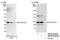 Coiled-Coil Domain Containing 124 antibody, NB100-97843, Novus Biologicals, Western Blot image 