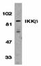 Lysine Methyltransferase 2D antibody, orb18796, Biorbyt, Western Blot image 