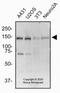 BCL2 Associated Transcription Factor 1 antibody, NBP2-24859, Novus Biologicals, Western Blot image 