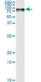 Galactosidase Beta 1 antibody, LS-C197303, Lifespan Biosciences, Immunoprecipitation image 