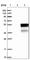 Retrotransposon Gag Like 10 antibody, HPA001419, Atlas Antibodies, Western Blot image 