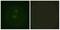 Vinculin antibody, A30448, Boster Biological Technology, Immunofluorescence image 