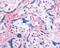 Integrin Subunit Beta 3 antibody, 48-401, ProSci, Immunohistochemistry frozen image 