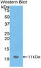 C-X-C Motif Chemokine Ligand 12 antibody, LS-C298939, Lifespan Biosciences, Western Blot image 