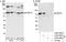 ATP Binding Cassette Subfamily F Member 2 antibody, A302-004A, Bethyl Labs, Western Blot image 